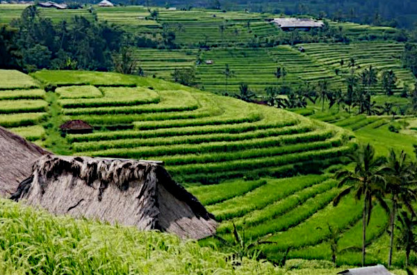 Jatiluwih Ricefield 2